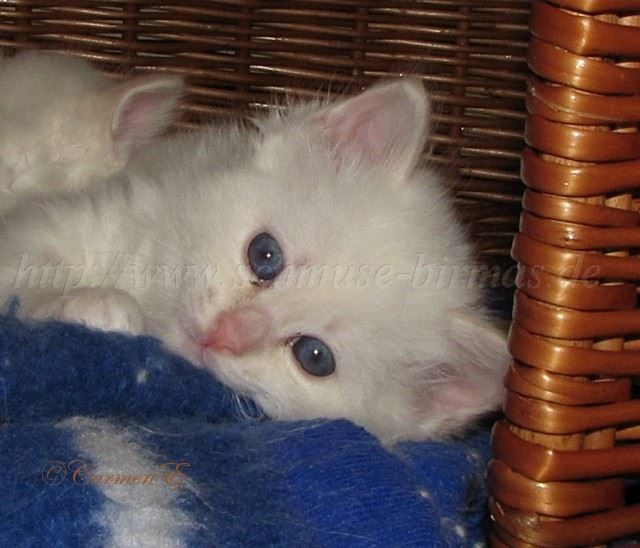 05.12.09_39 Gro�e Webansicht