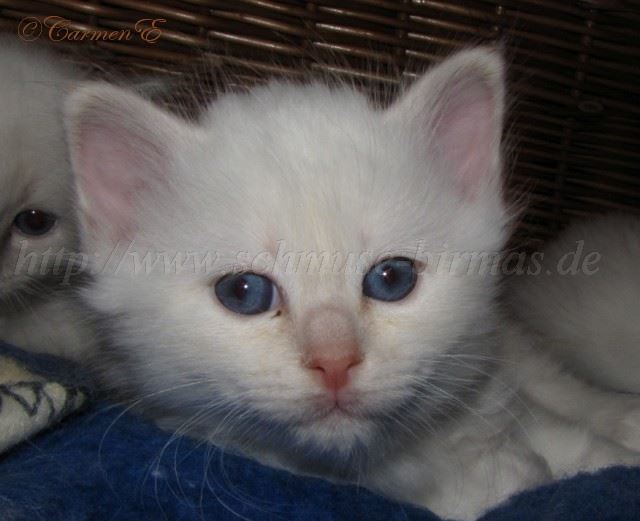 05.12.09_49 Gro�e Webansicht