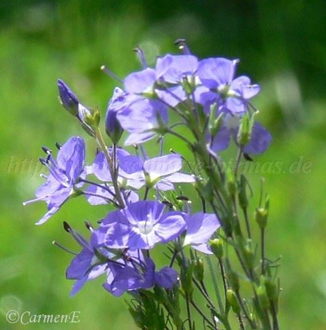 06.2006 007- Mittlere Webansicht02