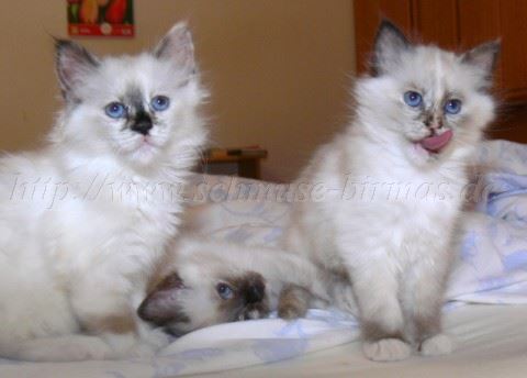 10Wochen 2006040 Mittlere Webansicht