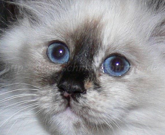 12 Wochen 017- Groe Webansicht