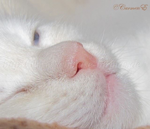 13.12.09_02 Gro�e Webansicht