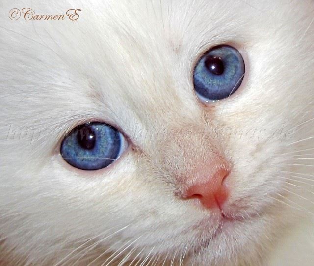 13.12.09_04 Gro�e Webansicht