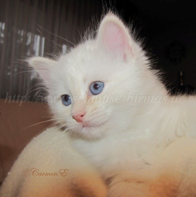 13.12.09_06 Gro�e Webansicht