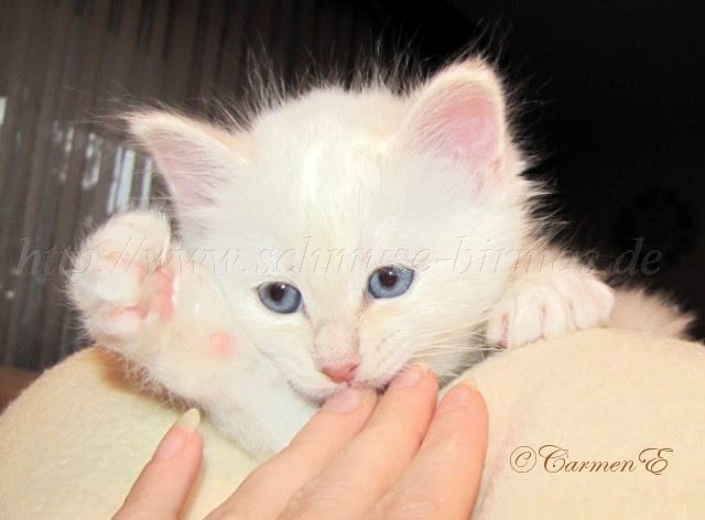 13.12.09_09 Gro�e Webansicht02