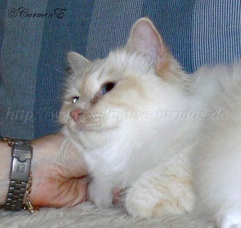 19.12.06 043 Mittlere Webansicht02