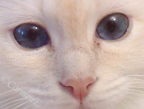 20112008Augen1 Große Webansicht02 20112008Augen1 Große Webansicht02