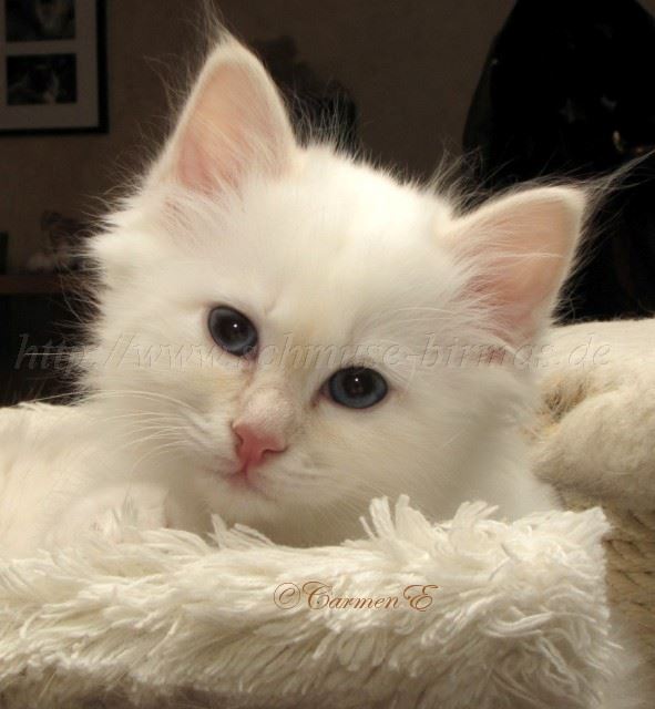 24.12.09_24 Gro�e Webansicht