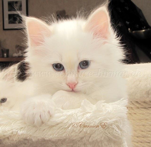 24.12.09_25 Gro�e Webansicht