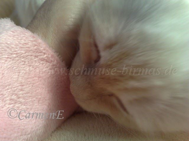 24112008830 Groe Webansicht02