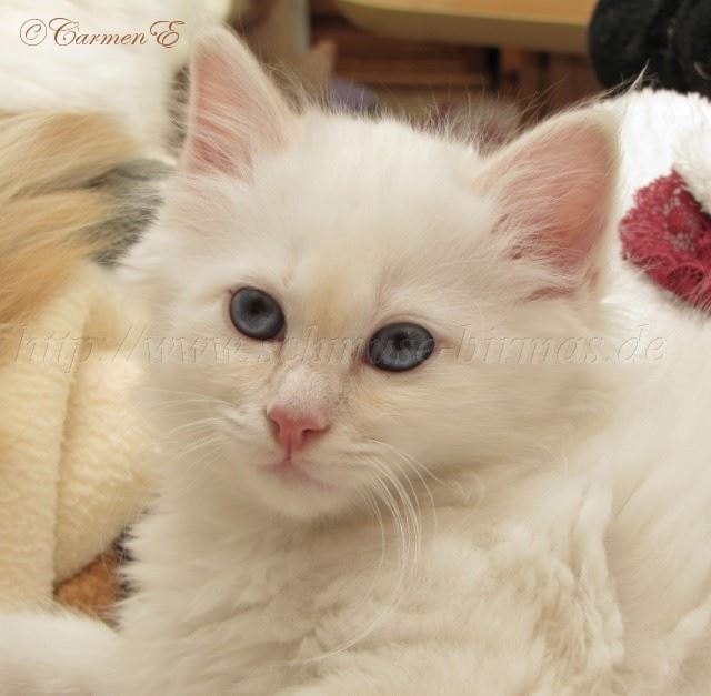 26.12.09 Grosse Webansicht_1