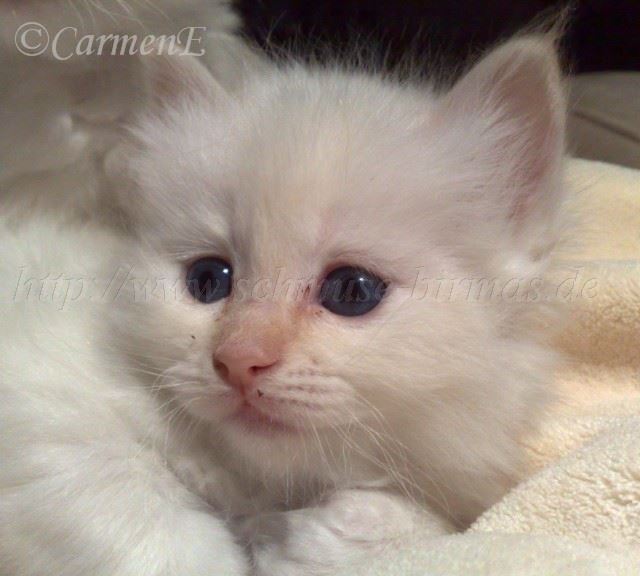 271220081209 Groe Webansicht03