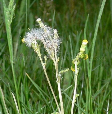 29-04-06 008 Mittlere Webansicht