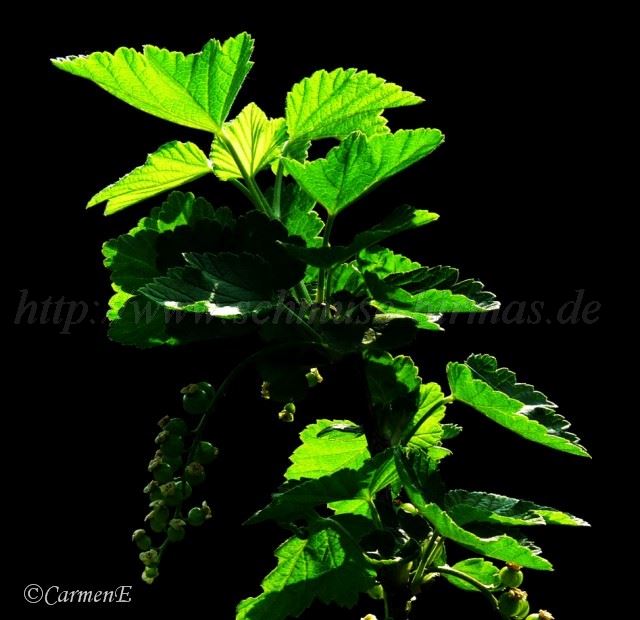 29-04-07 101 Groe Webansicht02