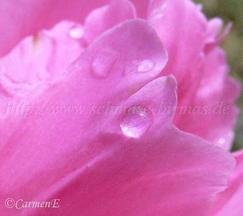 30.05.2006 032- Mittlere Webansicht02