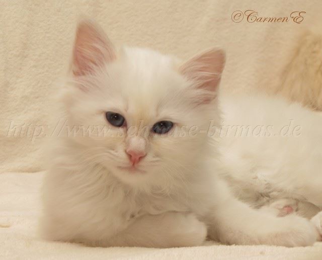 30.12.09_43 Gro�e Webansicht