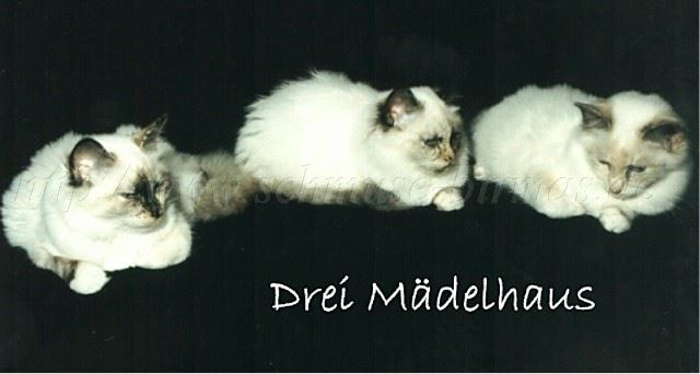 3 X Tortie Groe Webansicht