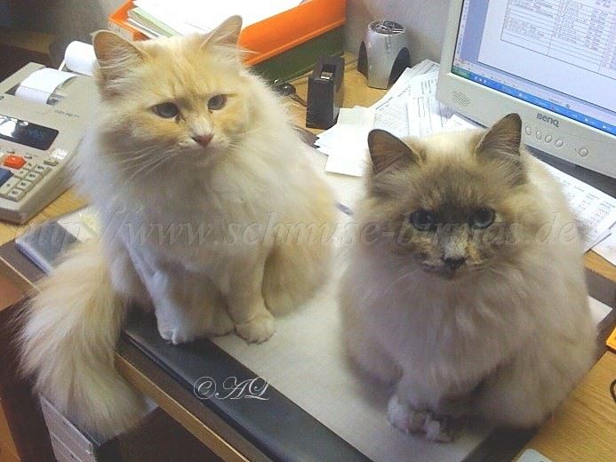 Brokatzen-