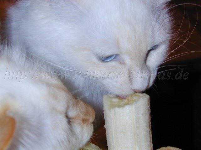 Banane1 Große Webansicht Banane1 Große Webansicht