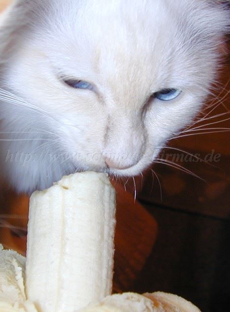 BananeSaphira Groe Webansicht