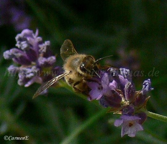 Beeren 054 Groe Webansicht02