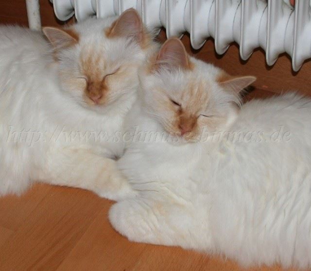 BeimKuscheln BeimKuscheln