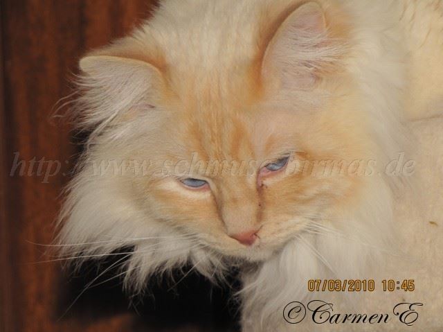 Bisou03-2010_0