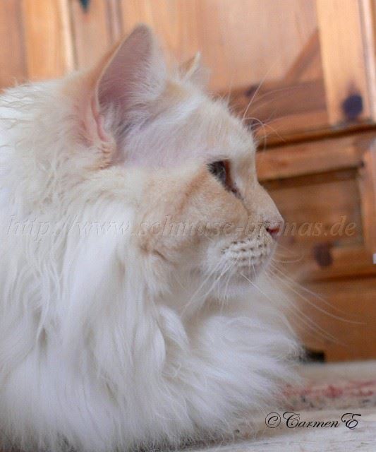 Bisou092009_1