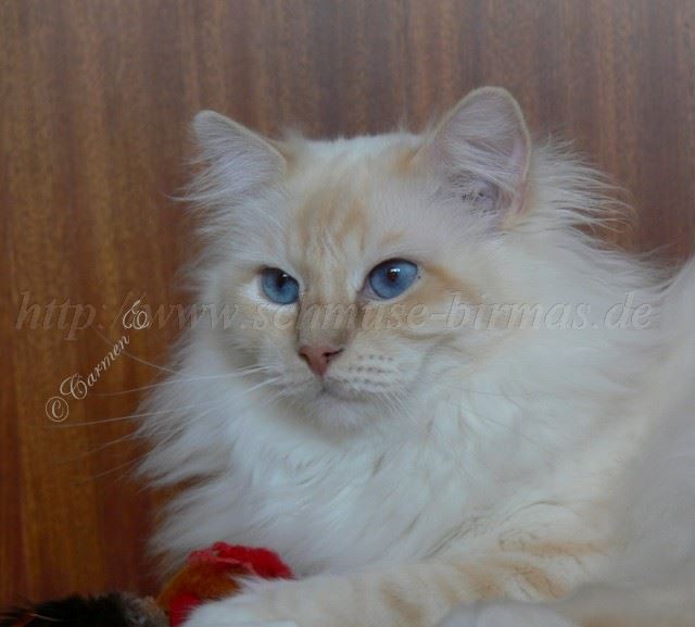 Bisou092009_2