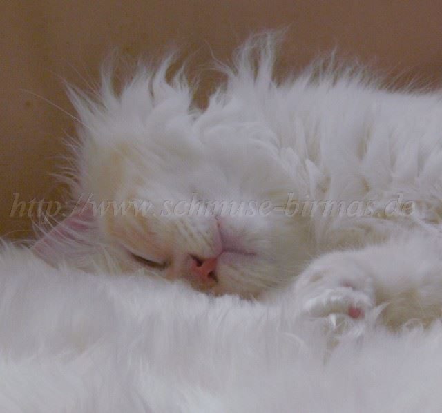 Bisou 07-2008_0
