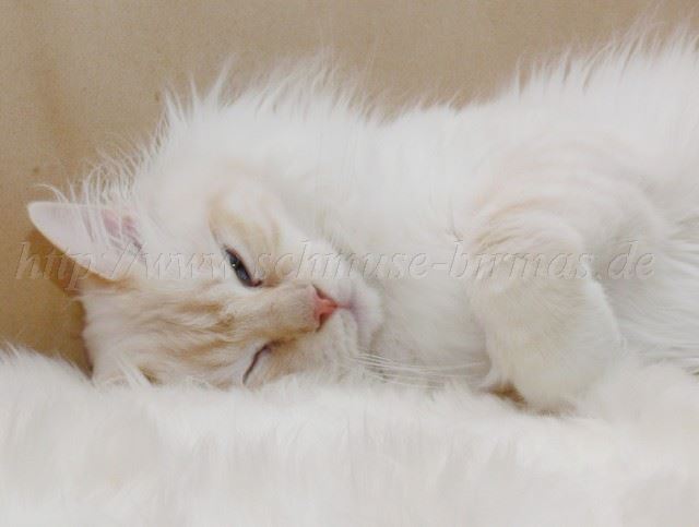 Bisou 07-2008_1