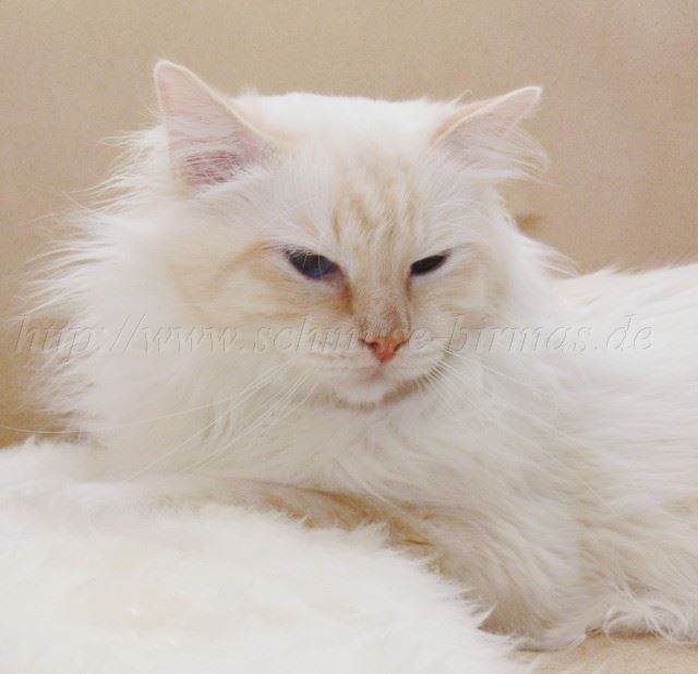 Bisou 07-2008_2
