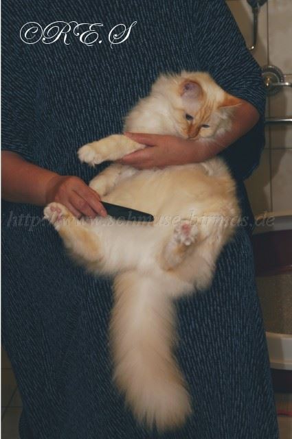 Bursten Gro�e Webansicht