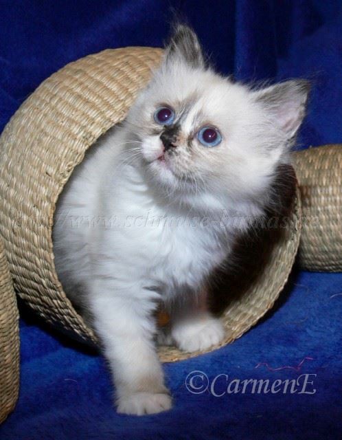 Chou Chou 8 Wochen alt_3 Chou Chou 8 Wochen alt_3