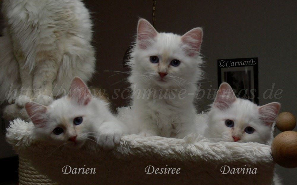 DariendesireeDavina_3 1000x62502