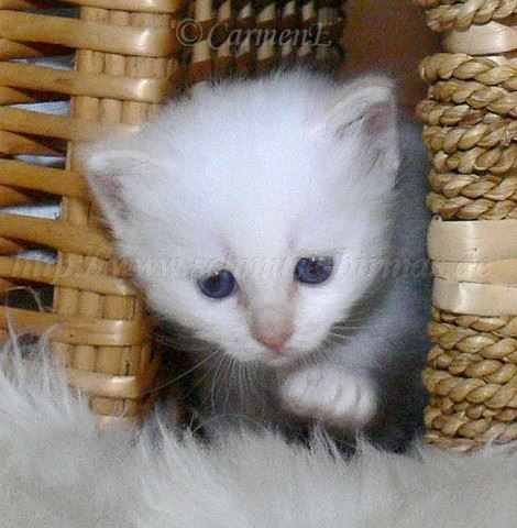 Davina 09.08.2008_3