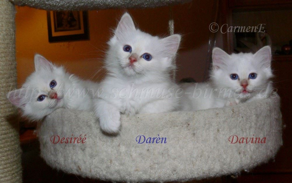Desiree-Daren-Davina_14 1000x62702