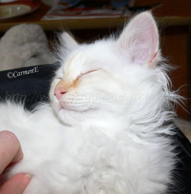 Ferrari-280209_02 Gro�e Webansicht02