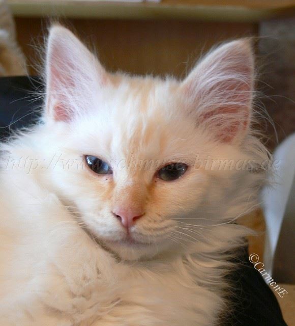 Ferrari-280209_13 Gro�e Webansicht02