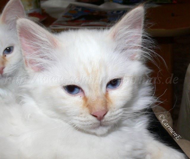 Ferrari-280209_2 Gro�e Webansicht02