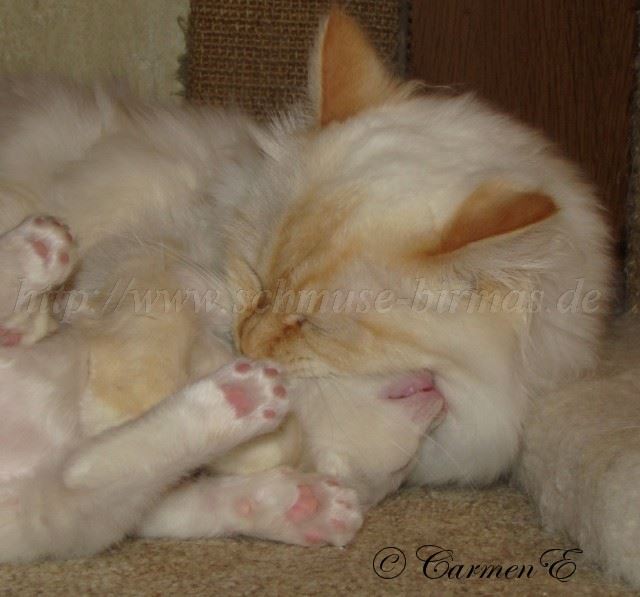 Flanna 11.2009_0