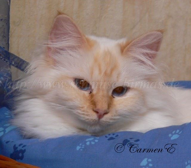 Flanna 11.2009_1