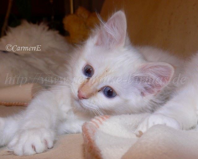 Floris Gro�e Webansicht02