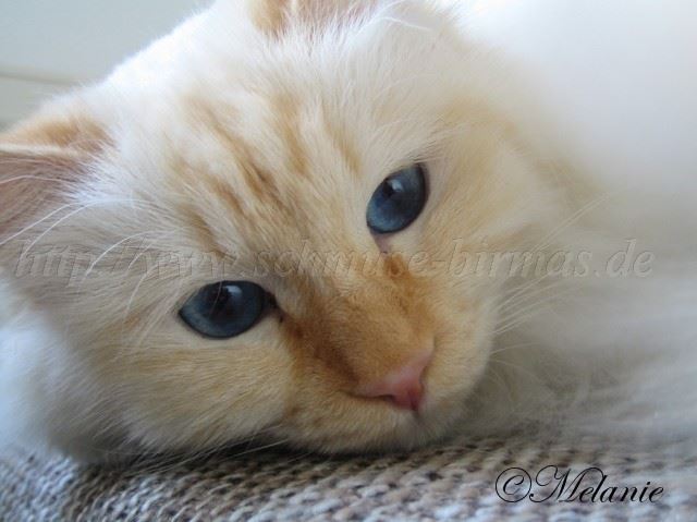 Francis 02-2010www_0