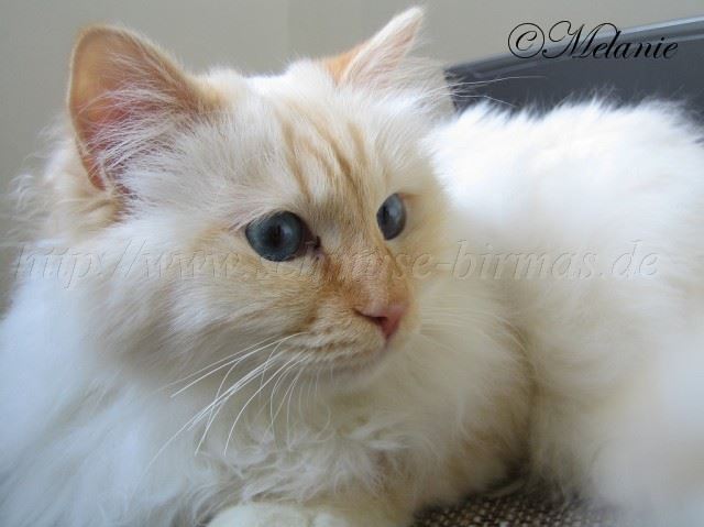 Francis 02-2010www_1