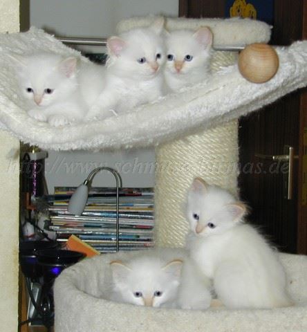 Fuenflinge7WoS-Babys2003 Mittlere Webansicht Fuenflinge7WoS-Babys2003 Mittlere Webansicht