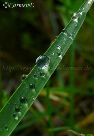 Grashalm-Tropfen Mittlere Webansicht02