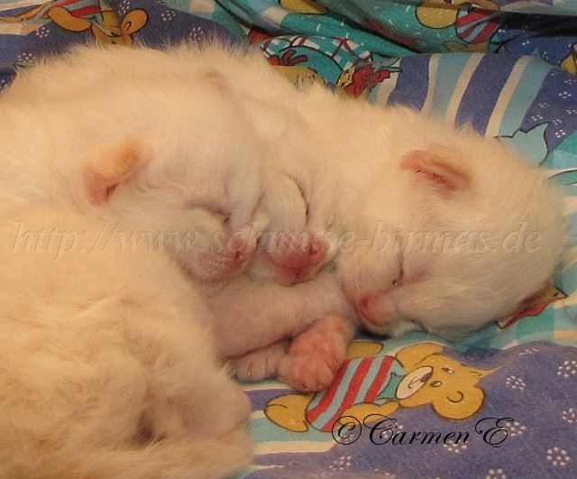 IBabys 13Tagealt Groe Webansicht02
