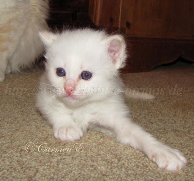 IMG_0487 Gro�e Webansicht02