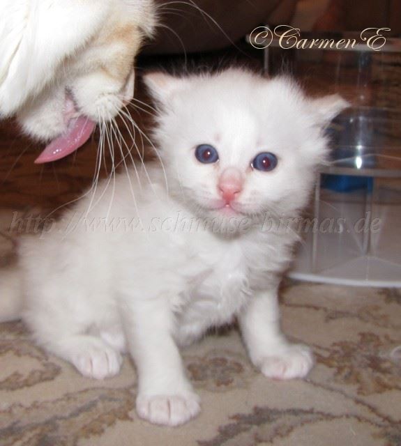 IMG_0490 Gro�e Webansicht02